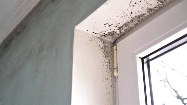 Best Black Mold Removal  in East Harwich, MA