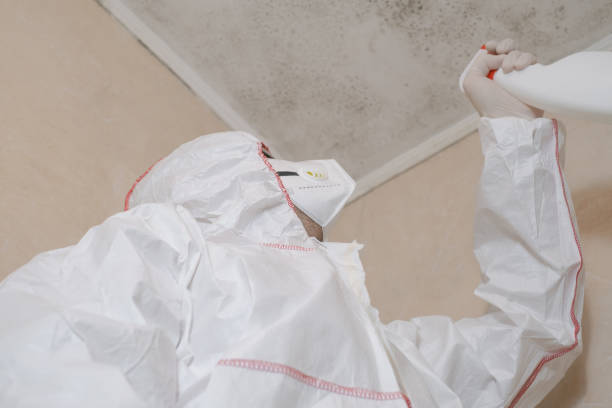 Professional Mold Removal in East Harwich, MA