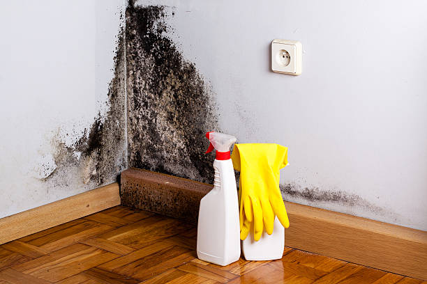 Best Office Mold Removal Services  in East Harwich, MA