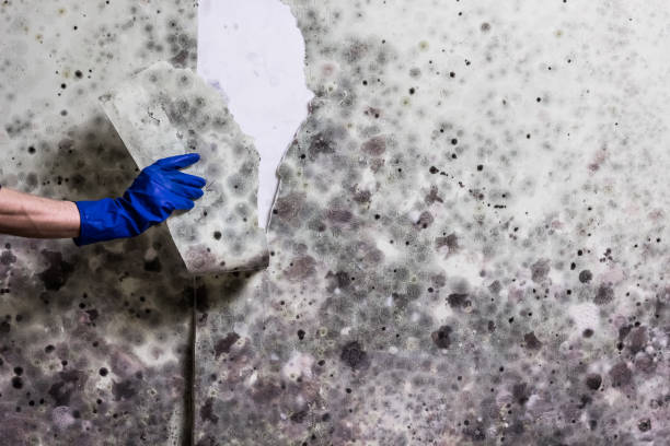Best Mold Removal Company Near Me  in East Harwich, MA