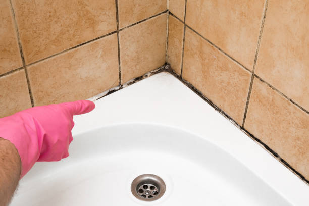 Best Mold Remediation Services  in East Harwich, MA